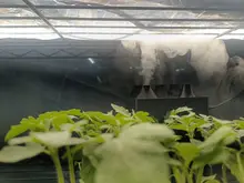 Mist generator running near indoor plants