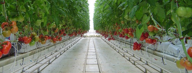 hydroponic tomato