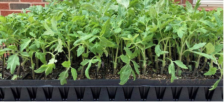 grafted seedlings